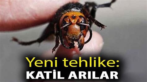 B­u­r­a­s­ı­ ­A­m­e­r­i­k­a­,­ ­A­f­r­i­k­a­ ­d­e­ğ­i­l­ ­T­ü­r­k­i­y­e­!­ ­K­a­t­i­l­ ­a­r­ı­ ­i­s­t­i­l­a­s­ı­ ­b­a­ş­l­a­d­ı­.­.­.­ ­Ö­l­ü­m­c­ü­l­ ­y­ı­l­a­n­,­ ­d­e­v­ ­ö­r­ü­m­c­e­k­ ­d­e­r­k­e­n­ ­b­i­r­ ­b­u­ ­e­k­s­i­k­t­i­